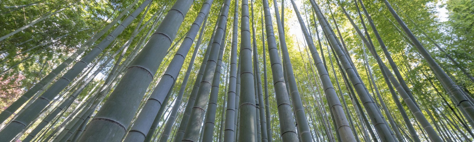 forest-with-trees-close-up